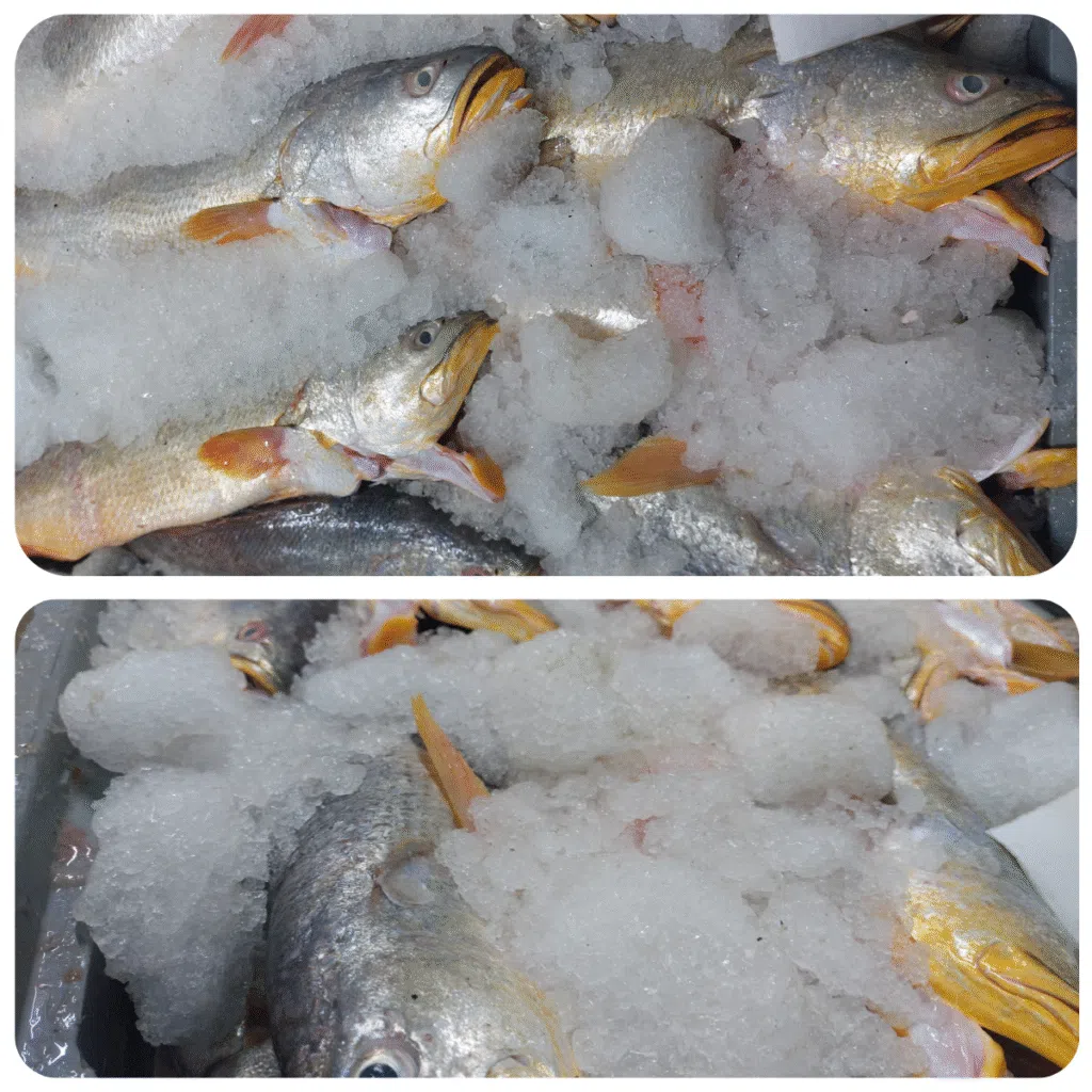 des Tonnes de poisson disponible